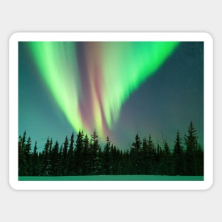 Electric Skies - Aurora Borealis Over a Black Spruce Forest in Alaska Magnet